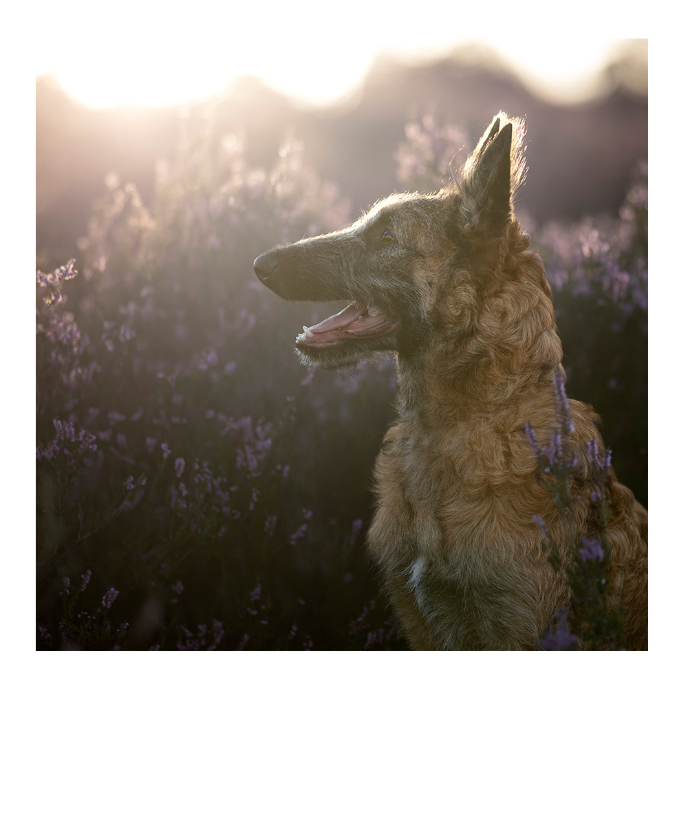 Familie, 5 Personen in herbstlicher Kulisse, alle springen hoch