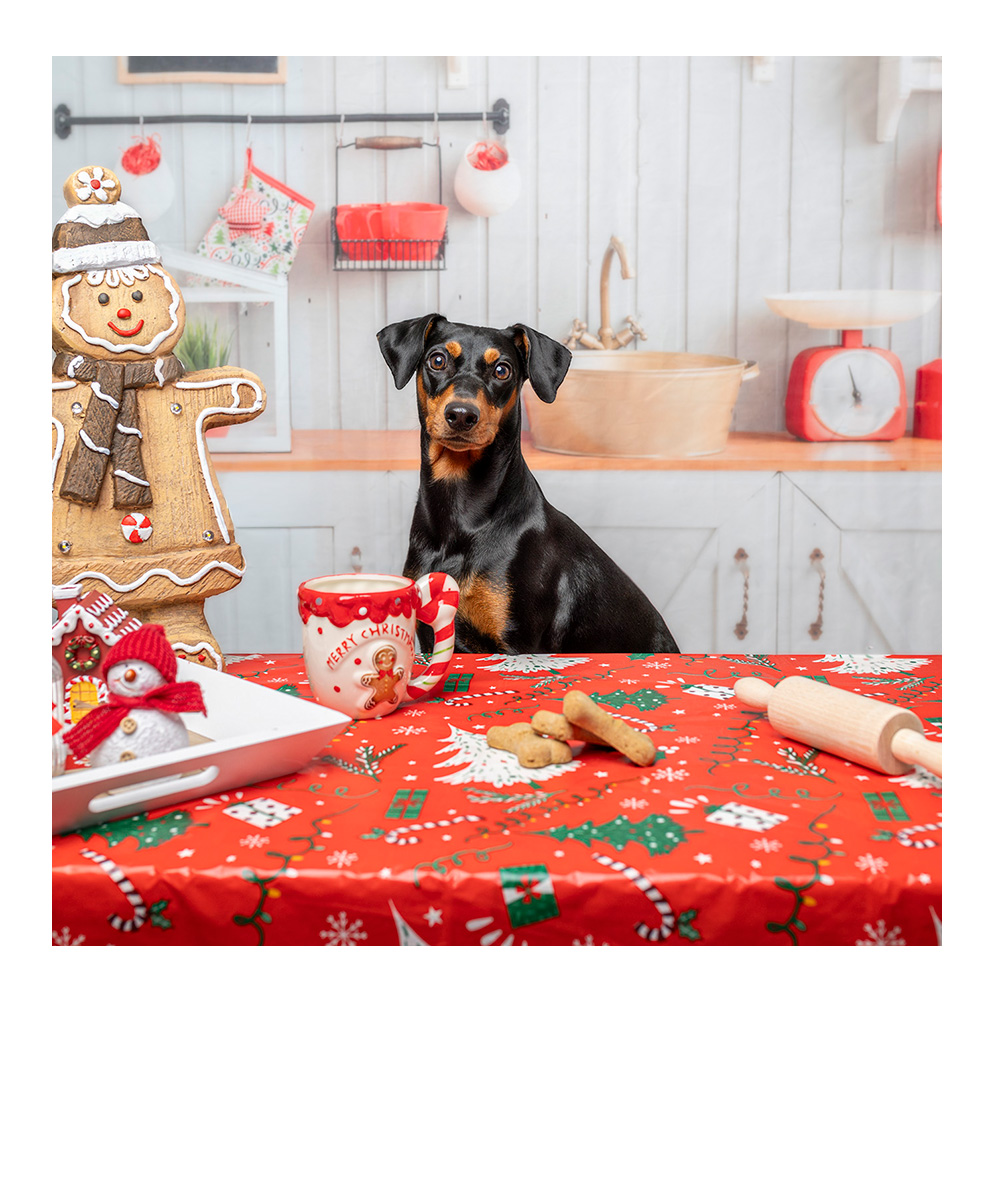 weihnachtliches Studiofoto eines Dackels mit Lichtern im Hintergrund