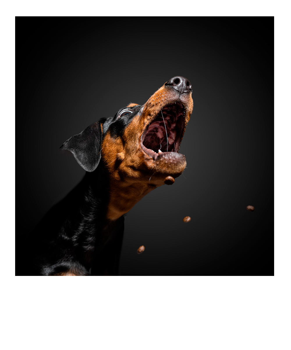 weihnachtliches Studiofoto eines Dackels mit Lichtern im Hintergrund