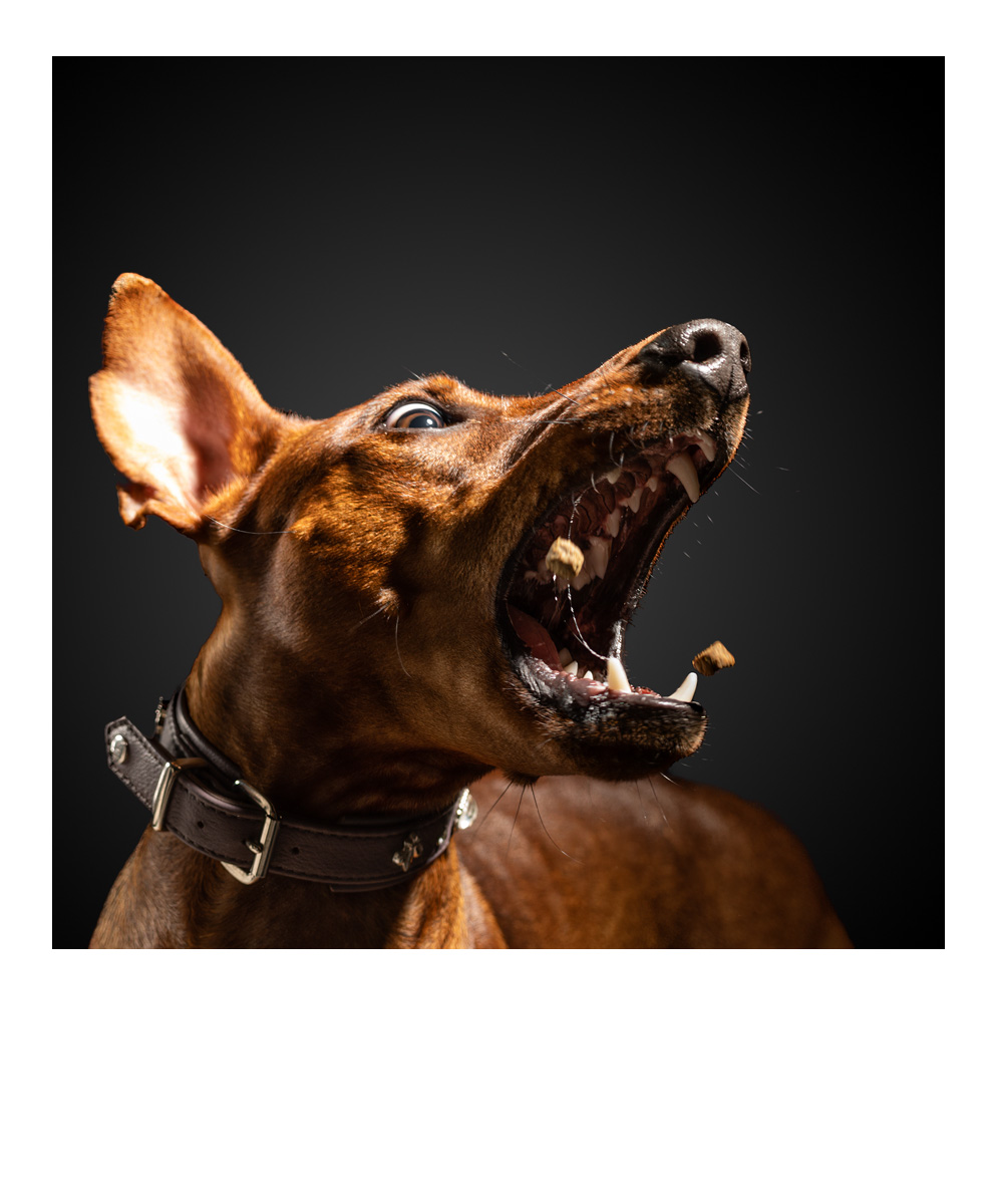 zwei Hunde sitzen nebeneinander im Wald