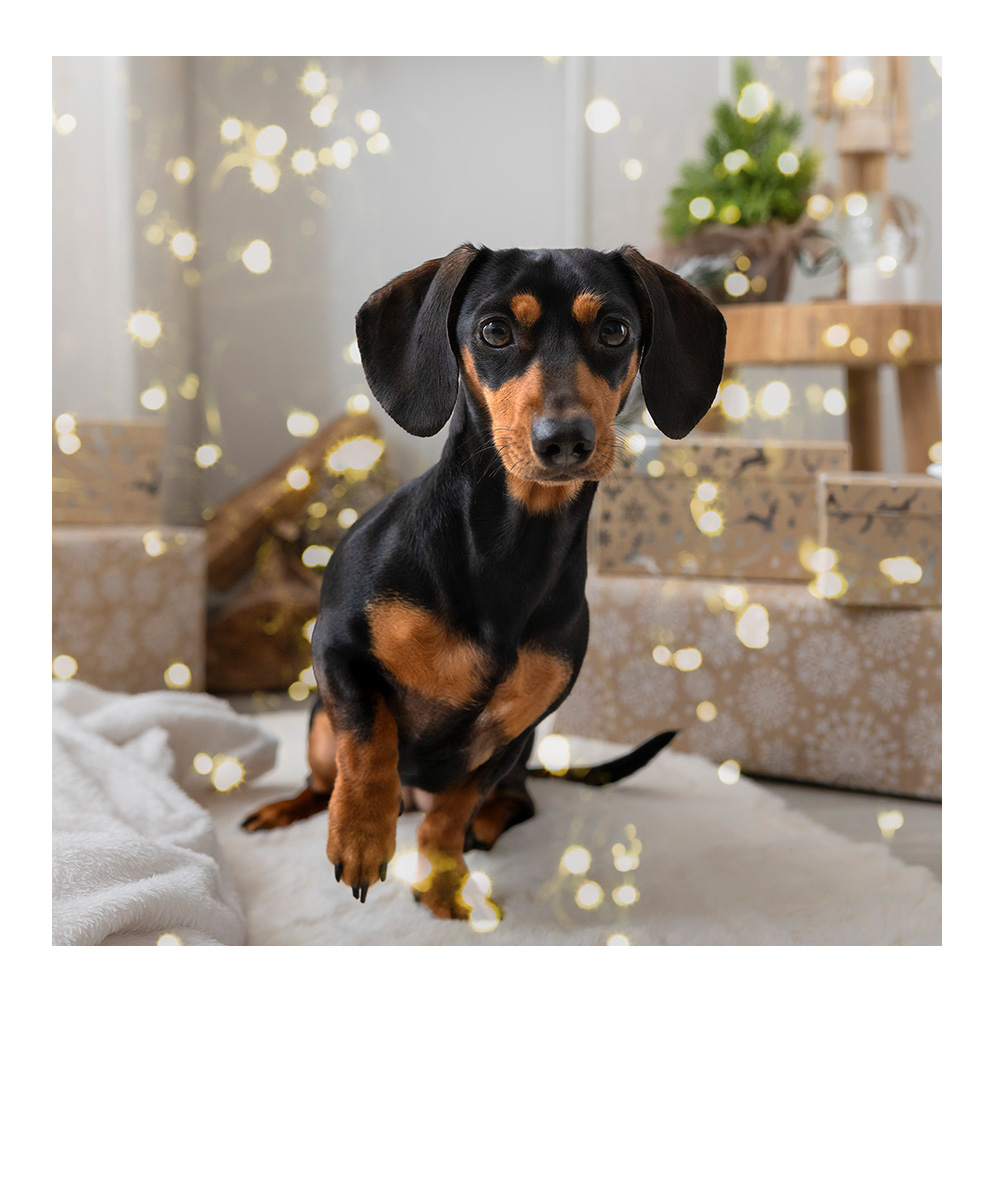 zwei Hunde sitzen nebeneinander im Wald