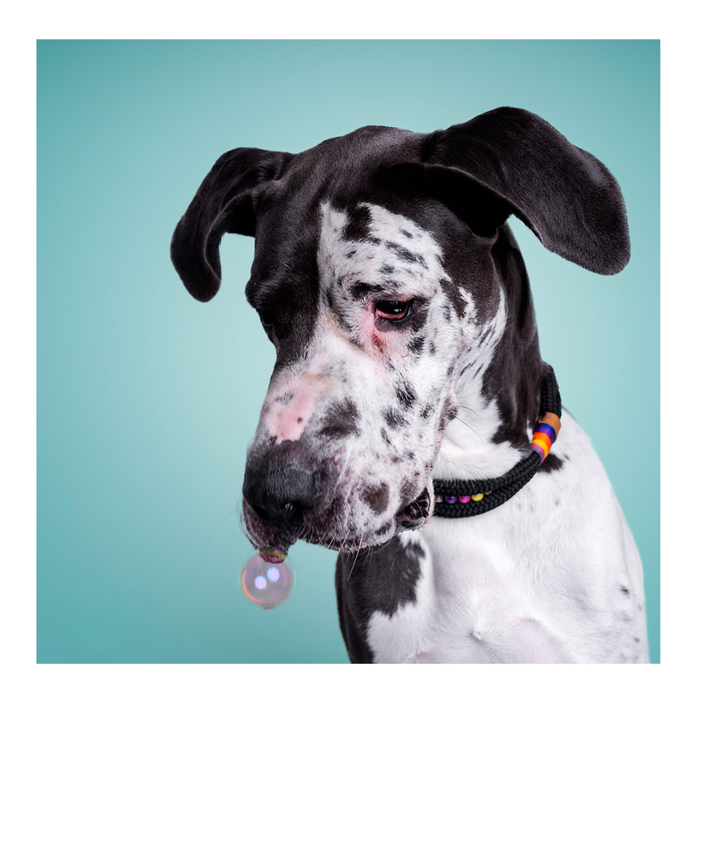 mittelgroßer rotbrauner Hund steht im herbstlichen Wald