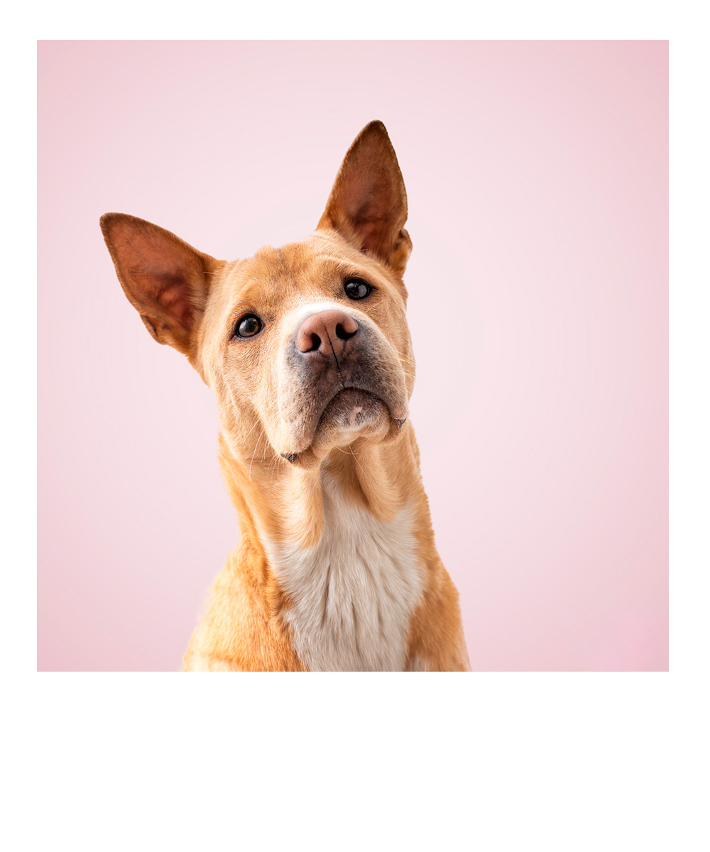 weihnachtliches Studiofoto eines Dackels mit Lichtern im Hintergrund