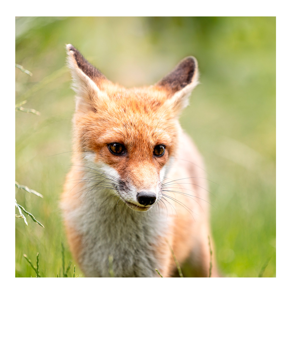 schlafendes Baby in weiß