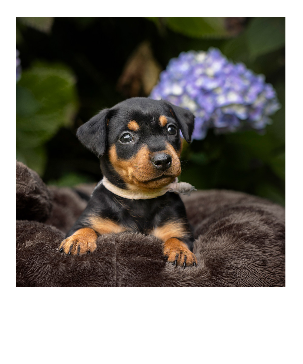 weihnachtliches Studiofoto eines Dackels mit Lichtern im Hintergrund