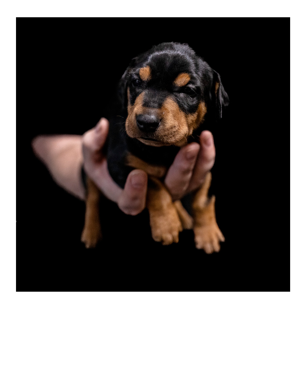 mittelgroßer rotbrauner Hund steht im herbstlichen Wald