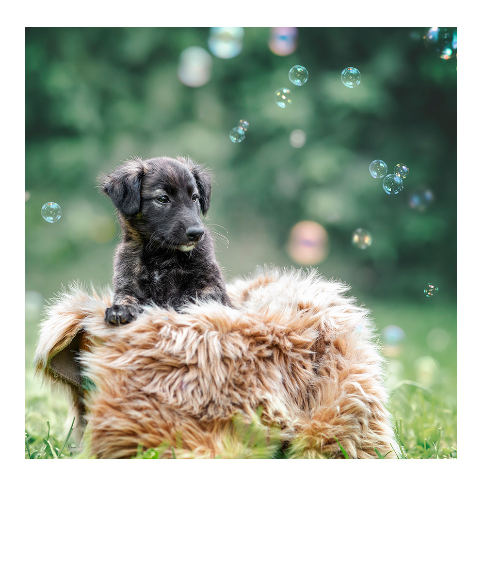 Frau sitzt im Schneidersitz auf einer Wiese und knuddelt ihren Hund