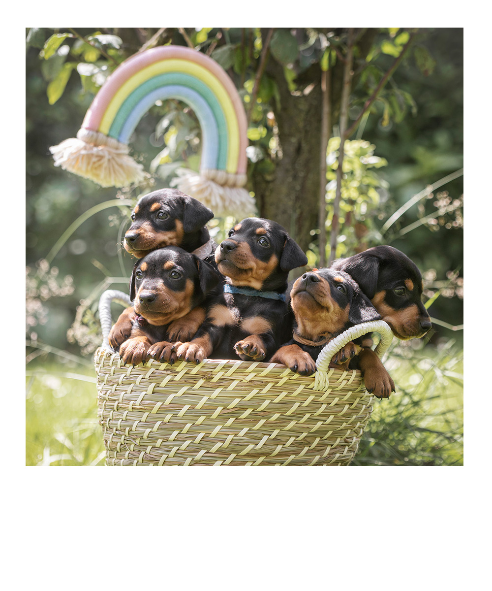 weihnachtliches Studiofoto eines Dackels mit Lichtern im Hintergrund