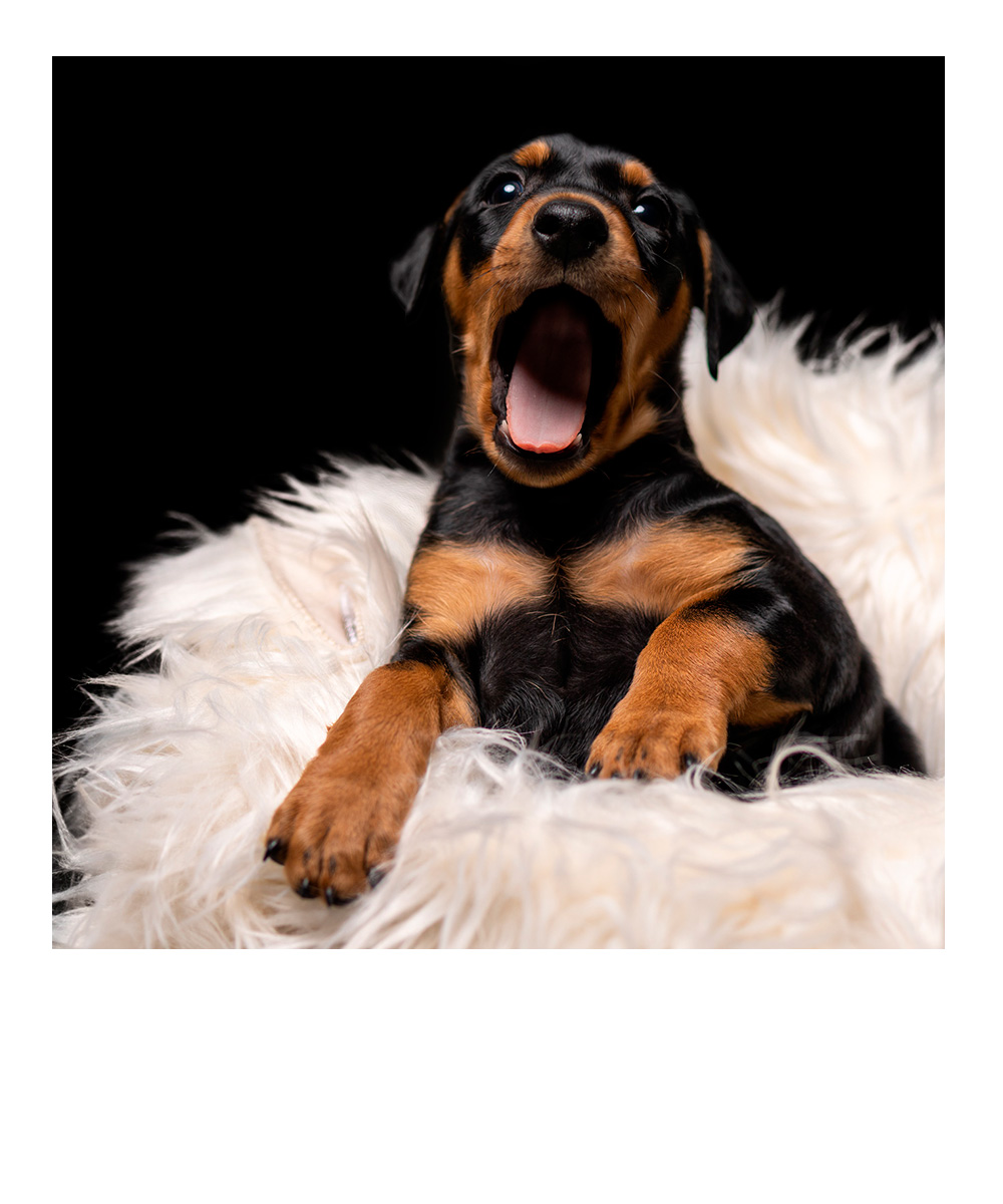 zwei Hunde sitzen nebeneinander im Wald