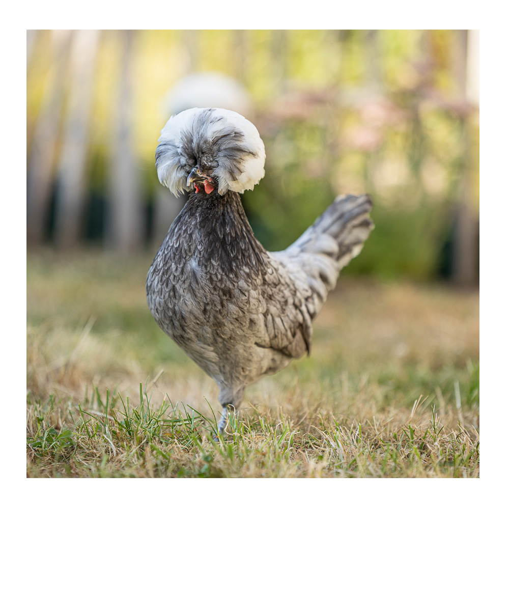 Holländer Haubenhuhn